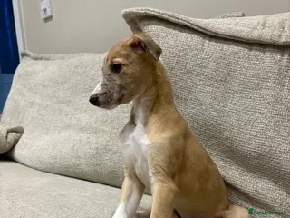 Mixed Breed dogs Whippet x lurcher pups - Advert 18