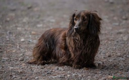 Miniature Dachshund dogs for sale: Quality KC miniature Dachshund long hair puppies  - Image 7