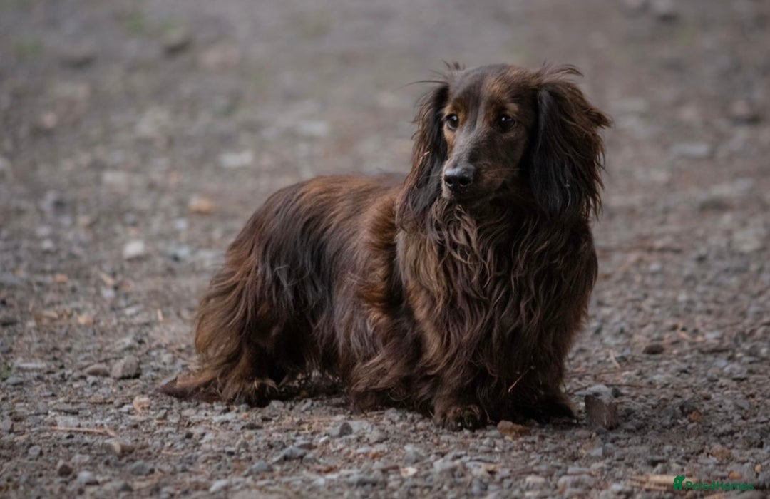 Miniature Dachshund dogs for sale: Quality KC miniature Dachshund long hair puppies  - Image 7
