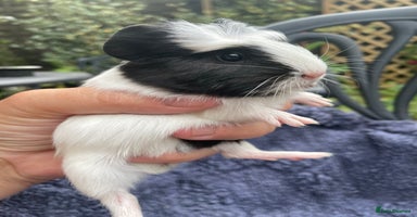 Guinea Pig rodents - Advert 5