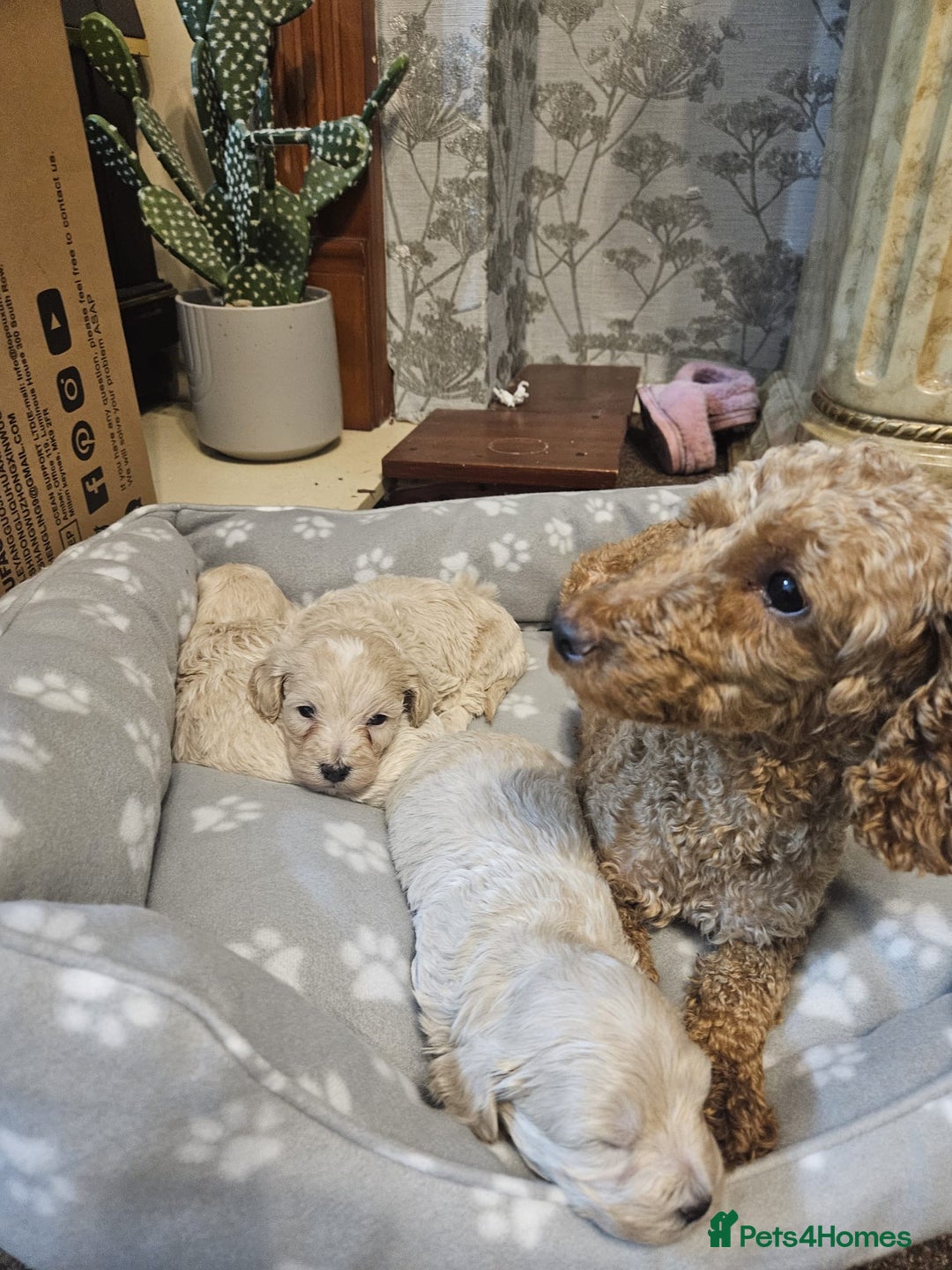 Maltipoo dogs for sale: Korean maltipoo luxury teddy 3 boys  - Advert 13