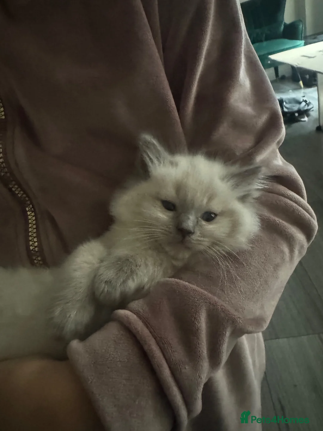 Ragdoll cats for sale: Tortoiseshell Ragdoll Cat - Advert 6