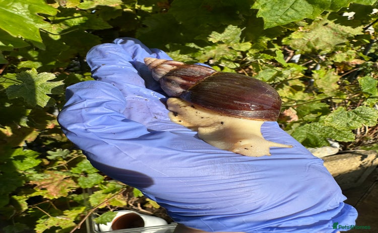 Snails invertebrates - Advert 1