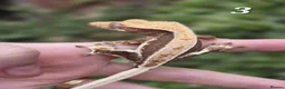 Gecko reptiles for sale: Various crested geckos - Advert 6