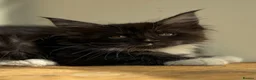 Maine Coon cats for sale: Beautiful Maine Coon kittens - Advert 15