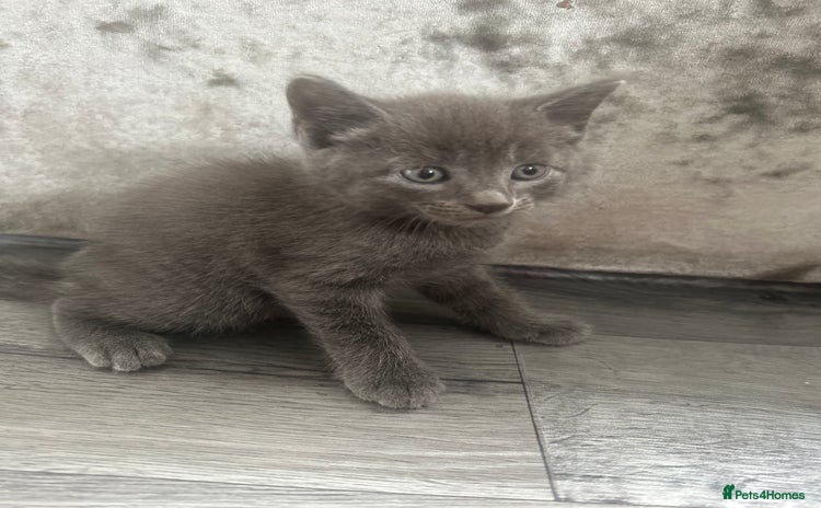 Mixed Breed cats - Advert 1