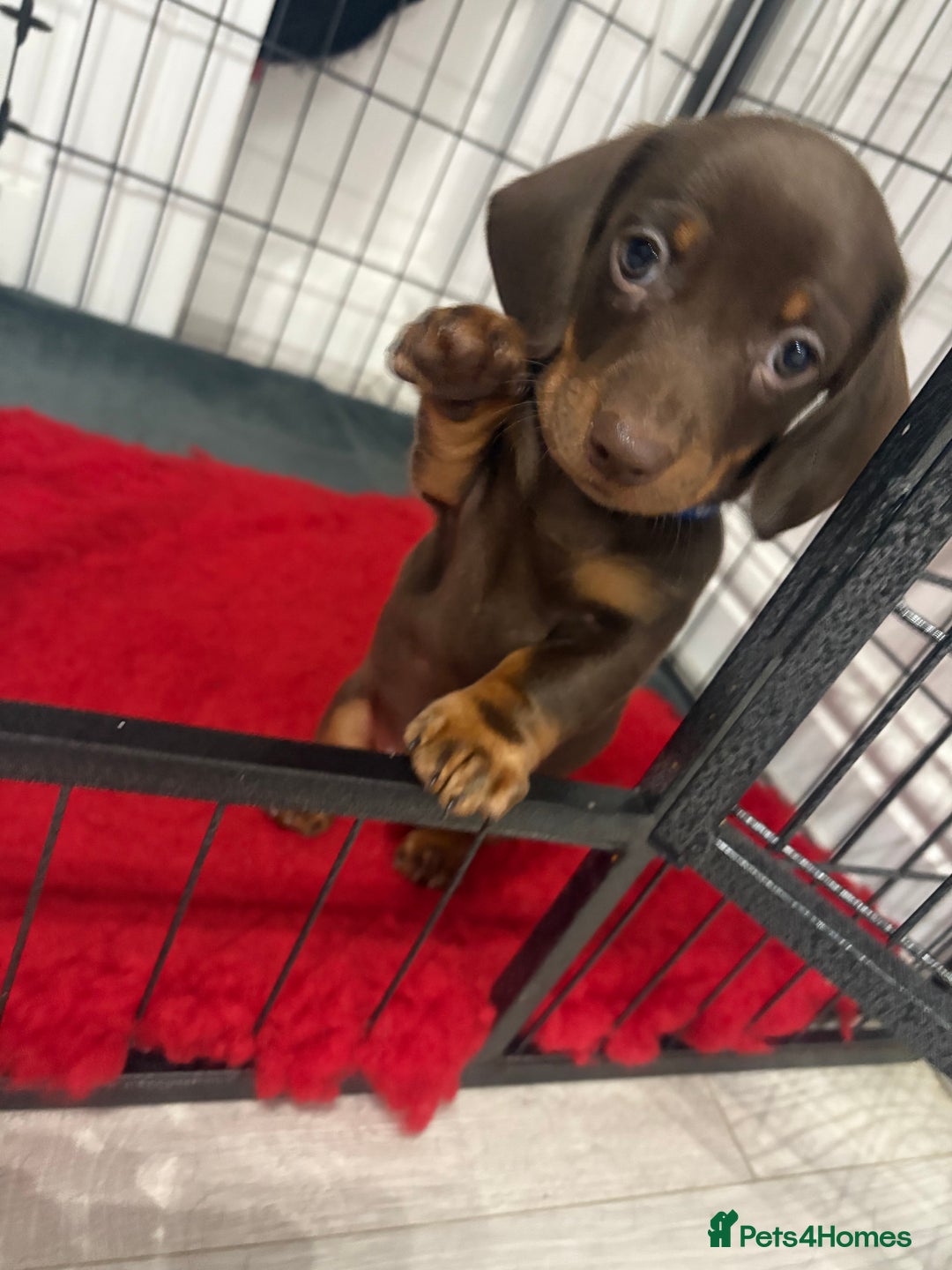 Miniature Dachshund dogs for sale: Miniature Dachshund Puppies  - Advert 12