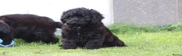 Cavapoo dogs for sale: Beautiful Cavapoo puppies for sale - Advert 31