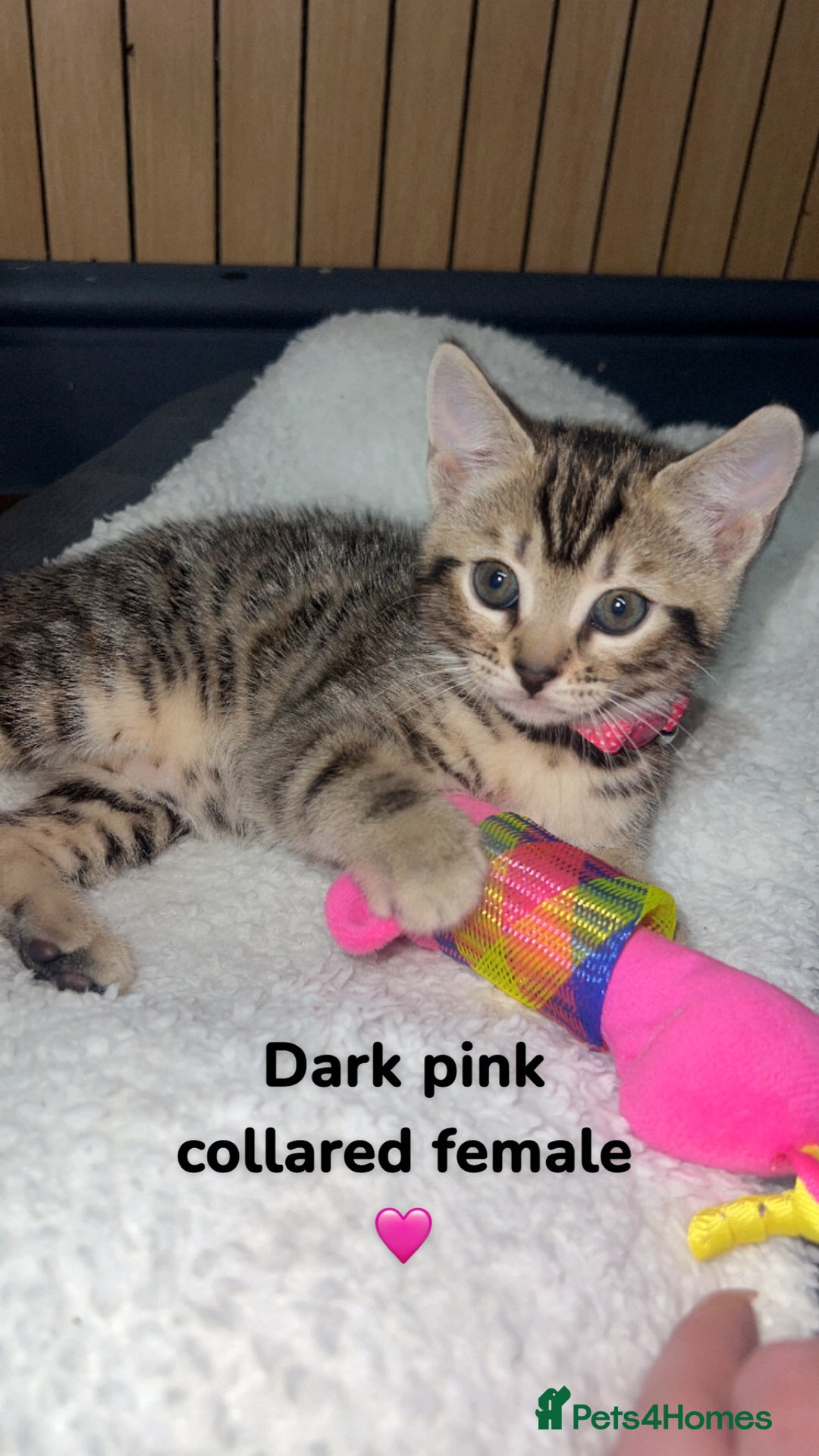 Bengal cats for sale: Beautiful Bengal kittens  - Advert 3