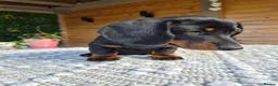 Miniature Dachshund dogs for sale: Miniature Dachshund.Fully vaccinated.Ready t leave - Advert 29