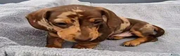 Miniature Dachshund dogs for sale: Gorgeous KC Registered, PRA Clear puppies  in Harlow - Advert 7
