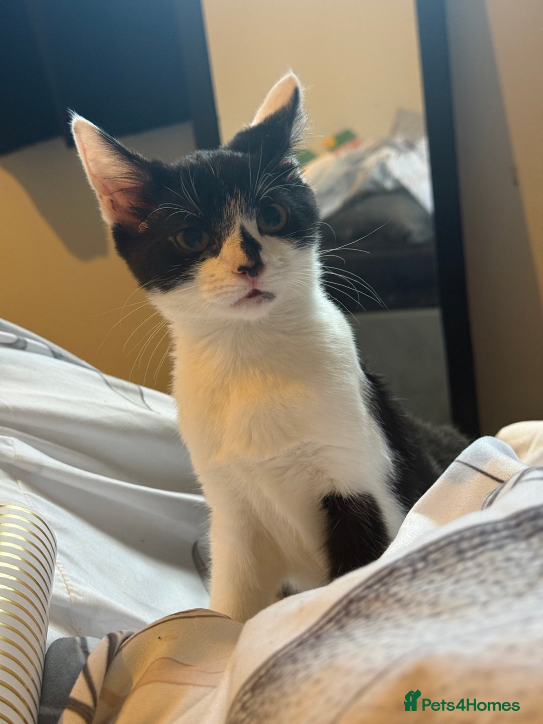 Mixed Breed cats for sale: Salem and oreo - Advert 2