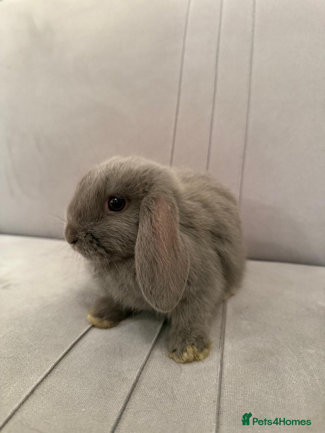Mini Lion Lop rabbits for sale: Mini lop  - Advert 1