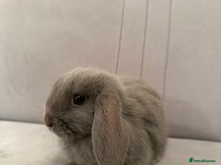 Mini Lion Lop rabbits Mini lop - Advert 1