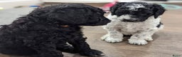 Standard Poodle dogs for stud: Silver standard poodle  in Wakefield - Advert 14