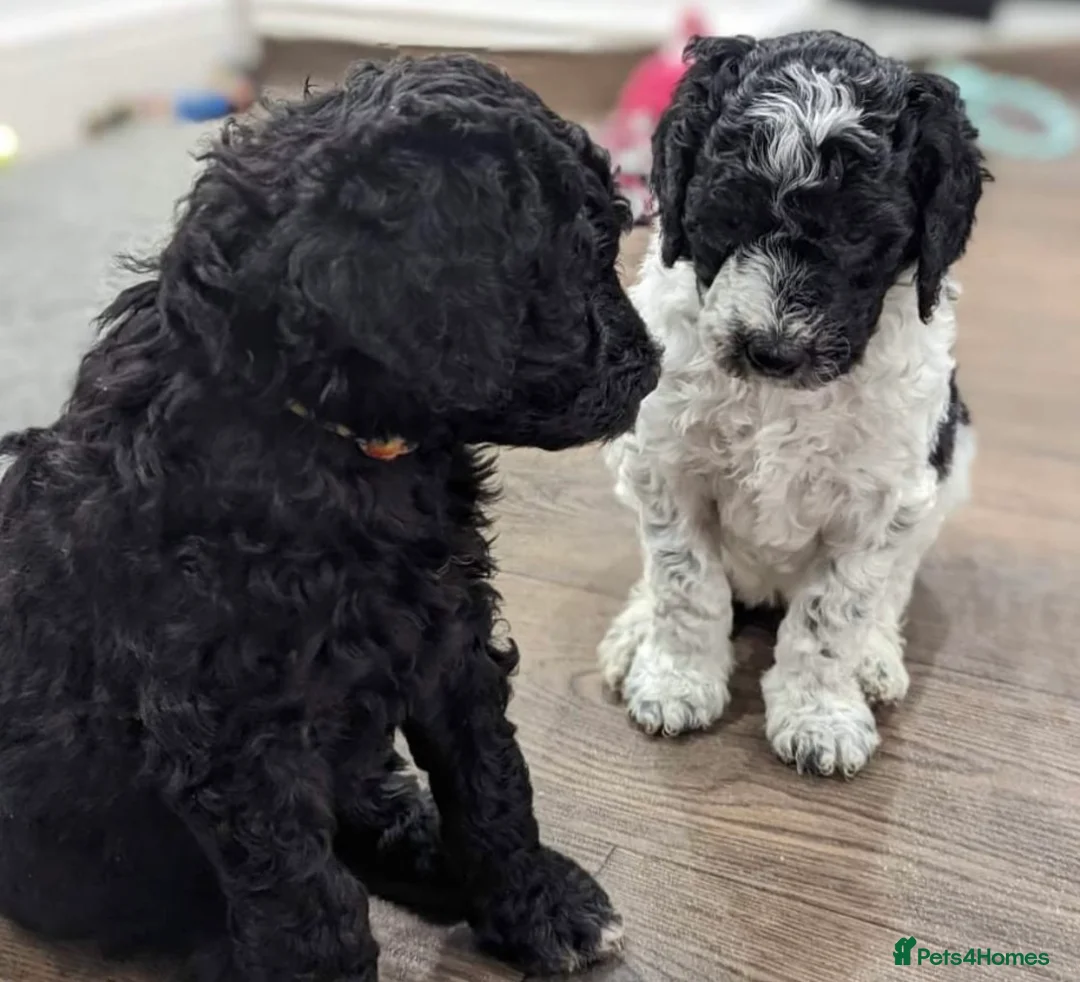 Standard Poodle dogs for stud: Silver standard poodle  in Wakefield - Advert 14