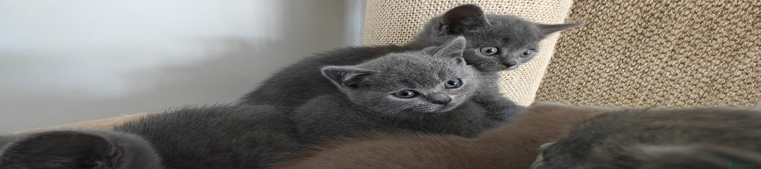 British Shorthair Kitten pink collar girl 