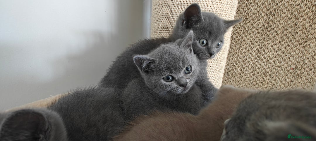 British Shorthair cats for sale: British shorthair blue/lilac kittens  - Image 8