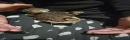 Quail poultry for sale: 3 qail for sale - Advert 5