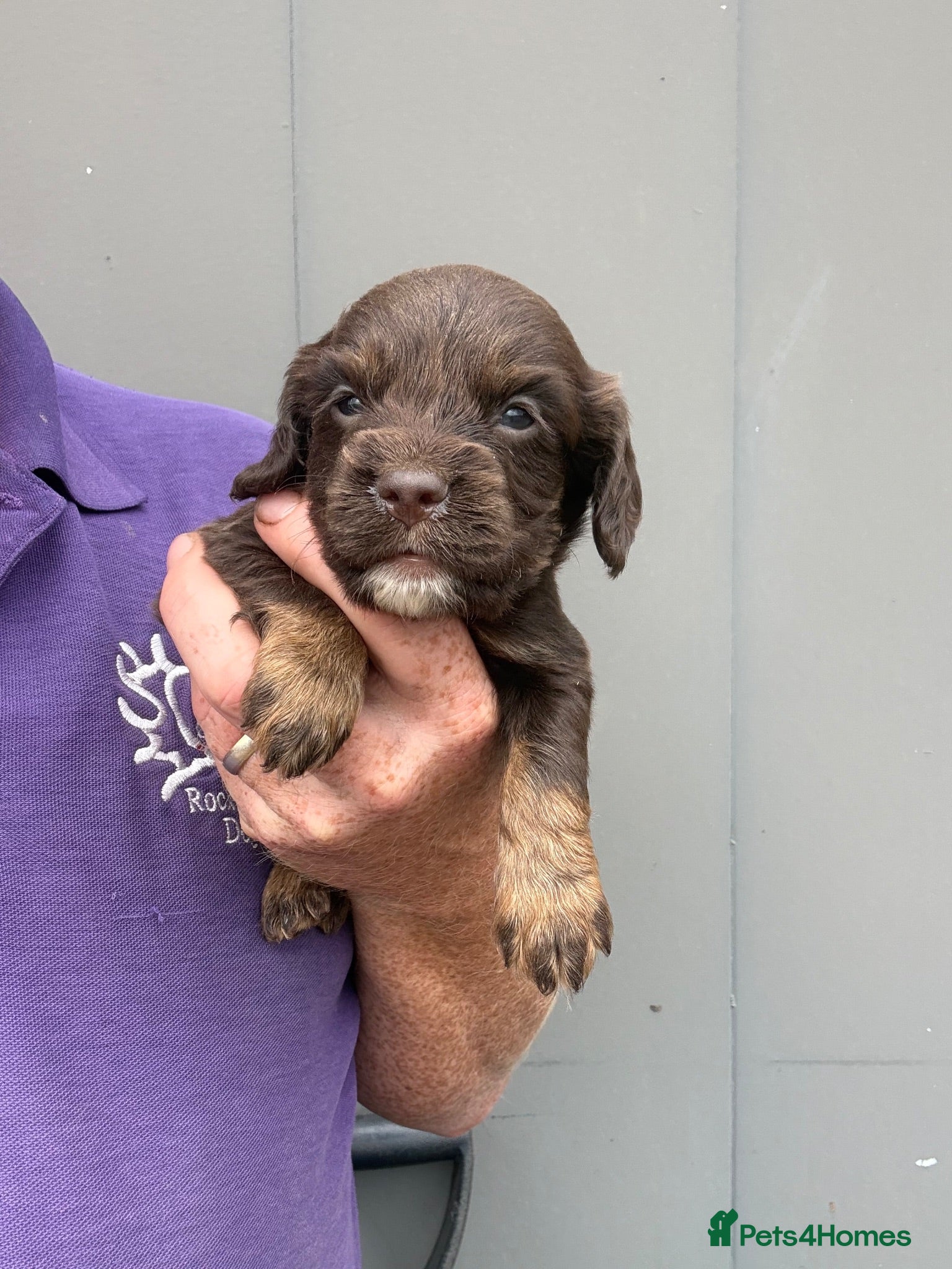 Cocker Spaniel dogs Chocolate Cocker Spaniel Pups - Advert 1