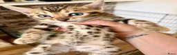 Bengal cats for sale: 4 Gorgeous Bengal Kittens ready for reservation  - Advert 29