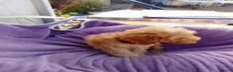 Cockapoo dogs for sale: 5 Cockapoo ready now liensed breeder  - Advert 15