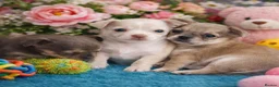 Chihuahua dogs for sale: Chihuahua puppys - Advert 1