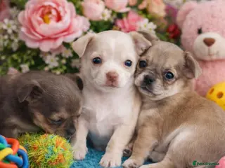 Chihuahua dogs S706AB - Advert 2