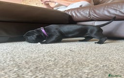 Mixed Breed dogs for sale: Four cane Corso and staff bullterrier mix.  - Image 21