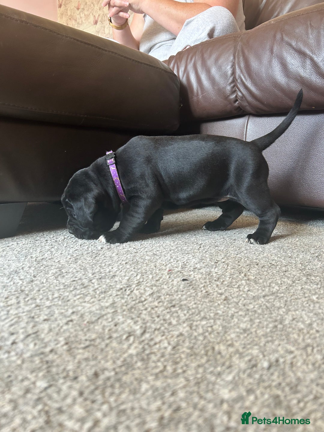 Mixed Breed dogs for sale: Four cane Corso and staff bullterrier mix.  - Image 21