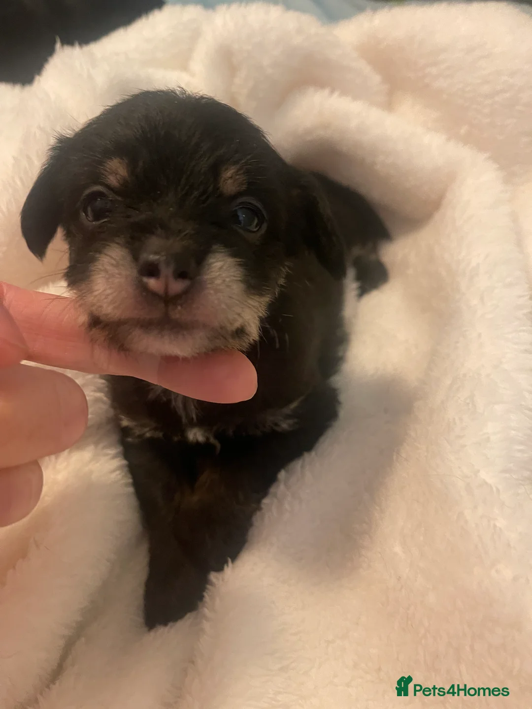 Jackapoo dogs for sale: Quality Jack Russel Puppies for sale 💌 - Advert 25