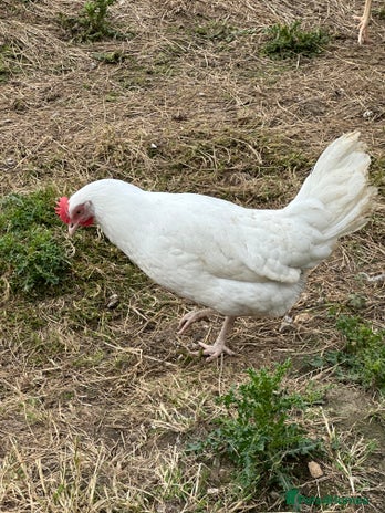 Chickens poultry in Dorchester - Advert 10