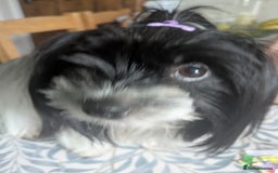 Biewer Terrier dogs for sale: Adorable Purebred Biewers  - Image 36