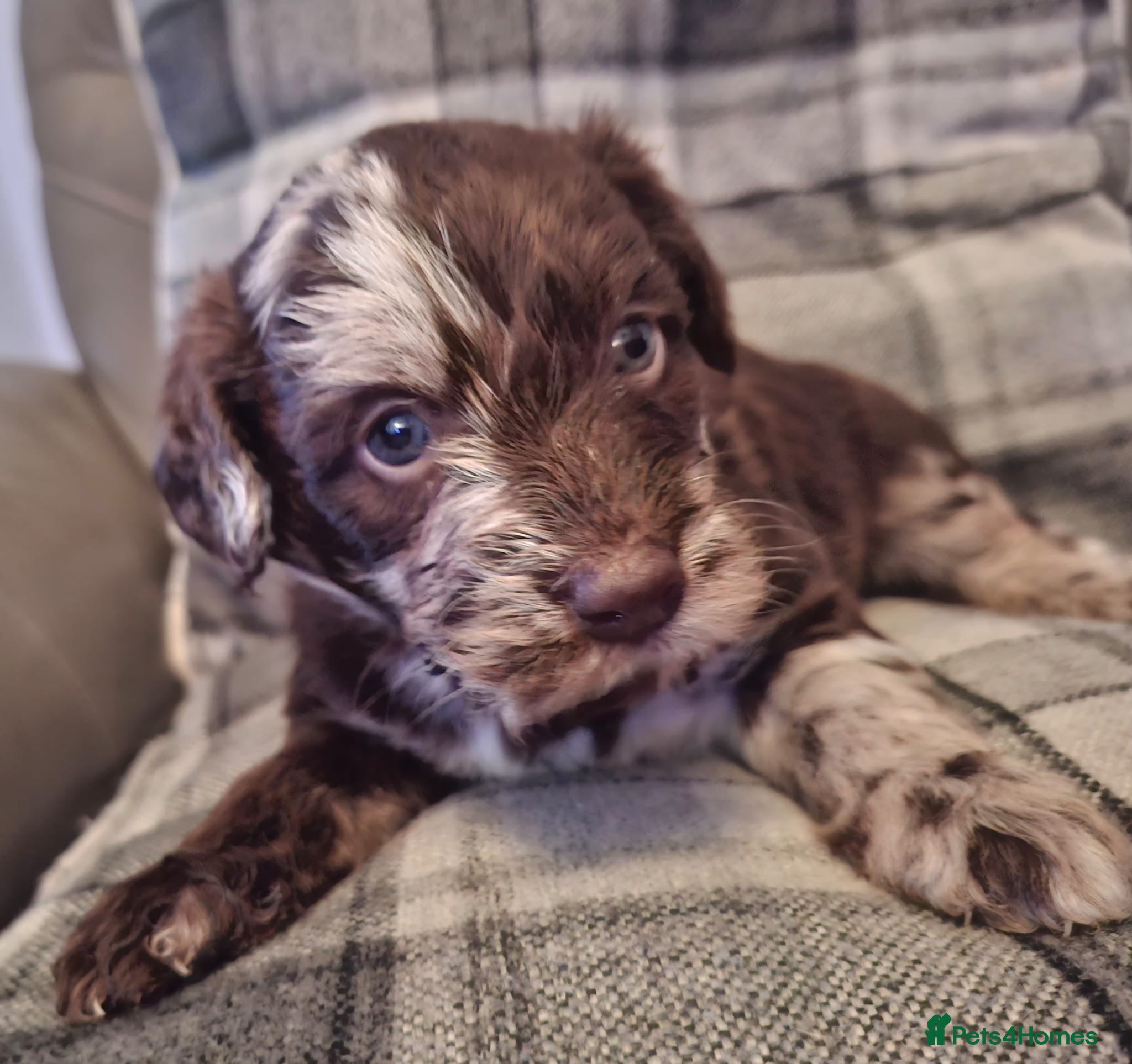 Labradoodle dogs EXCEPTIONAL F1 LABRADOODLE PUPPIES AVAILABLE    - Advert 1