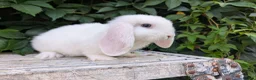 Mixed Breed rabbits for sale: Mini lop  in Hailsham - Advert 3