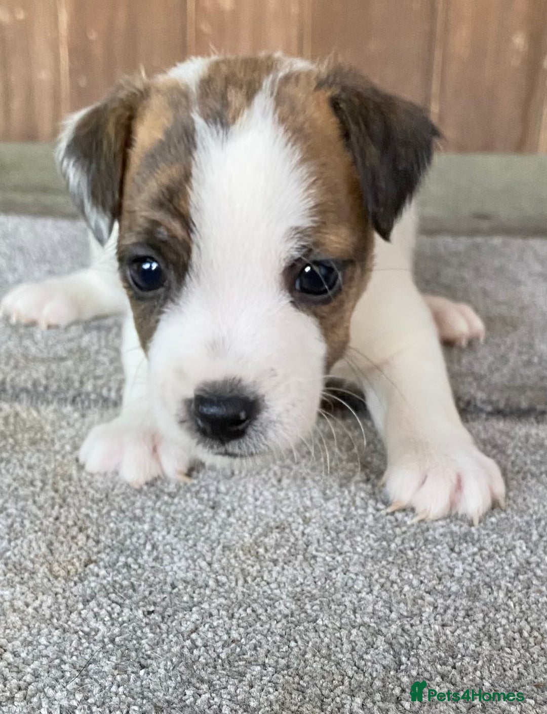 Jack Russell dogs for sale:  **  JACK RUSSELL PUPPIES - READY TO GO - Advert 23