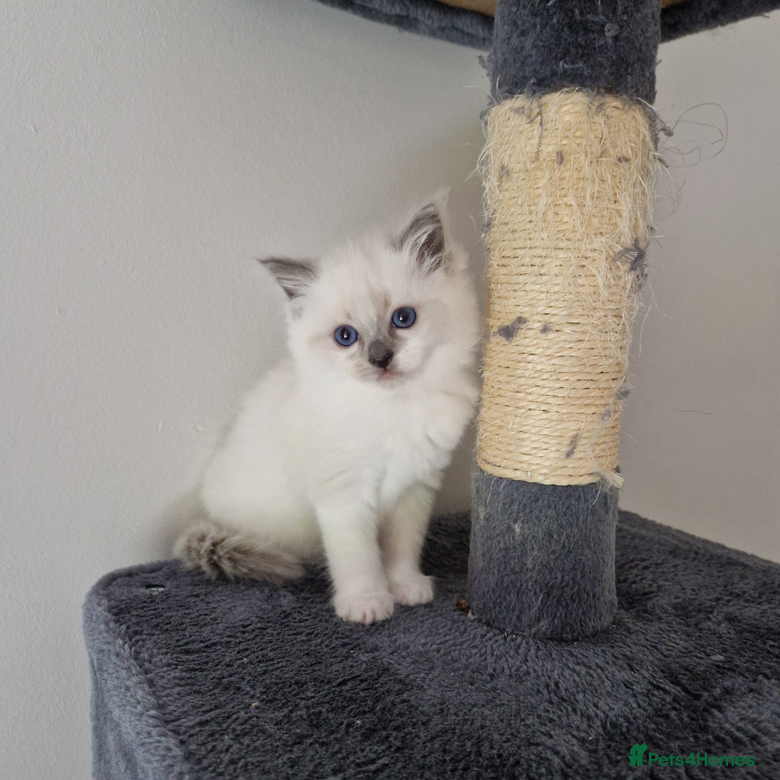 Ragdoll cats ⭐ Pure Ragdoll - One BLUE Female left ⭐ - Advert 1