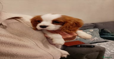 Cavalier King Charles Spaniel dogs - Advert 15