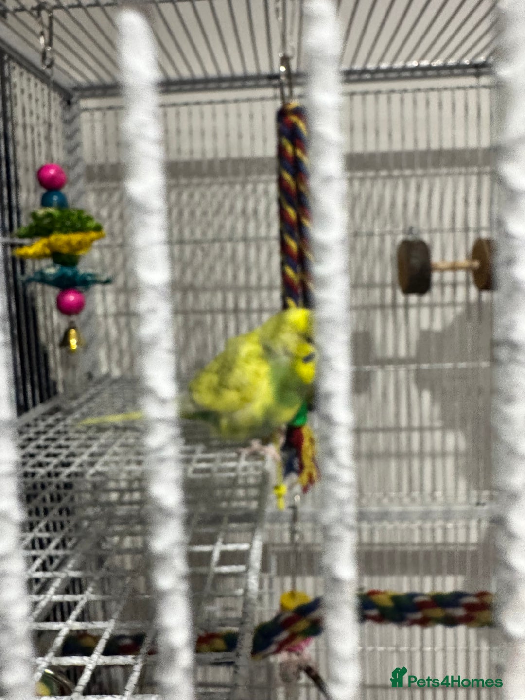 Budgerigars birds for sale: 3 female budgies and cage - Advert 2