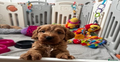 Cockapoo dogs - Advert 9