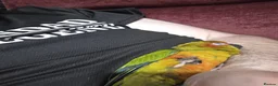 Conures birds for sale: 10 Week old silly tame male Sun Conure, ready  - Advert 13
