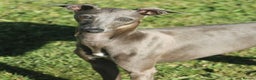 Italian Greyhound dogs for sale: KC Reg Italian Greyhound only 1 available - Advert 12