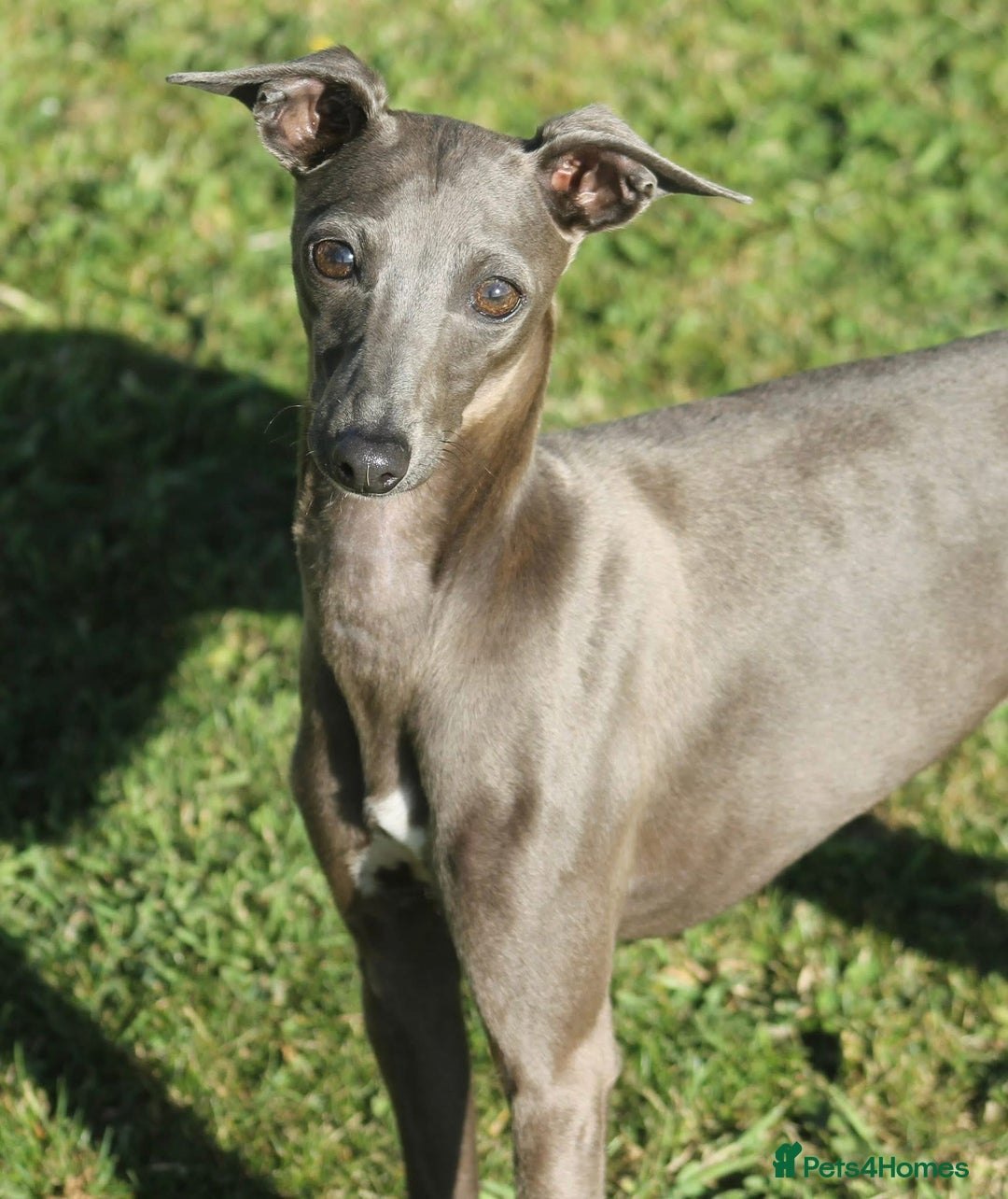 Italian Greyhound dogs for sale: KC Reg Italian Greyhound only 1 available - Advert 12