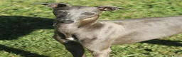 Italian Greyhound dogs for sale: KC Reg Italian Greyhounds Health tested parents - Advert 16