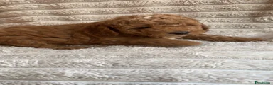 Cockapoo 5
