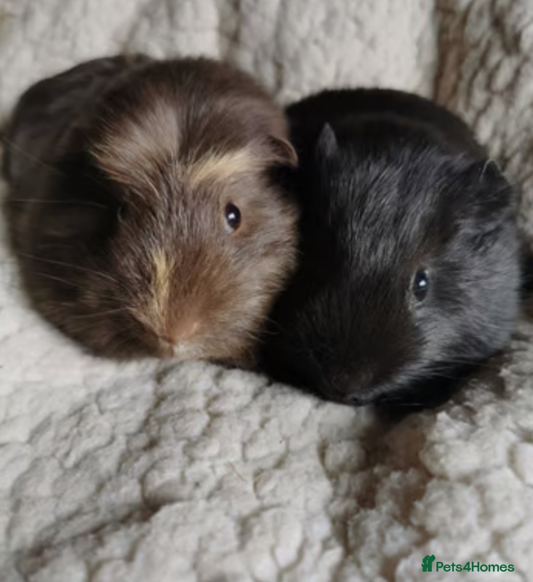 Guinea Pig rodents for sale: 2 male guinea pigs  - Advert 1