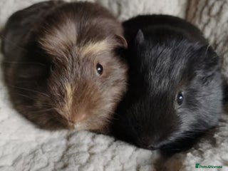 Guinea Pig rodents 2 male guinea pigs - Advert 1