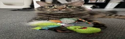 Mixed Breed cats for sale: Male cat  - Advert 1