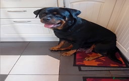Rottweiler dogs for sale: KC reg Rottweiler puppies for sale - Image 6