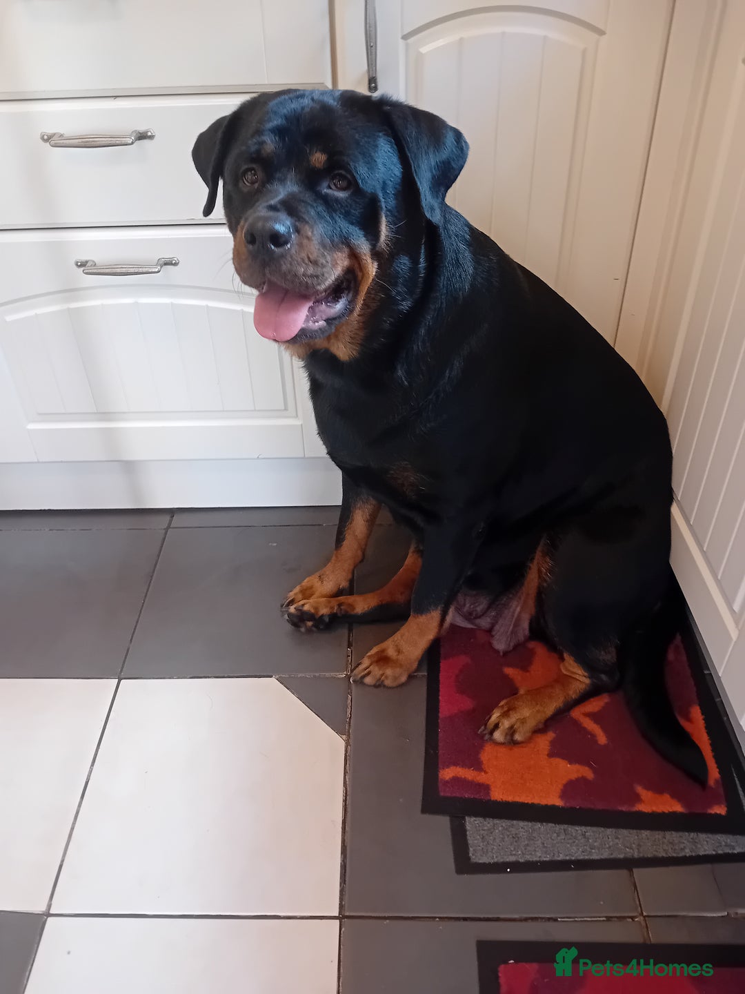 Rottweiler dogs for sale: KC reg Rottweiler puppies for sale - Image 6